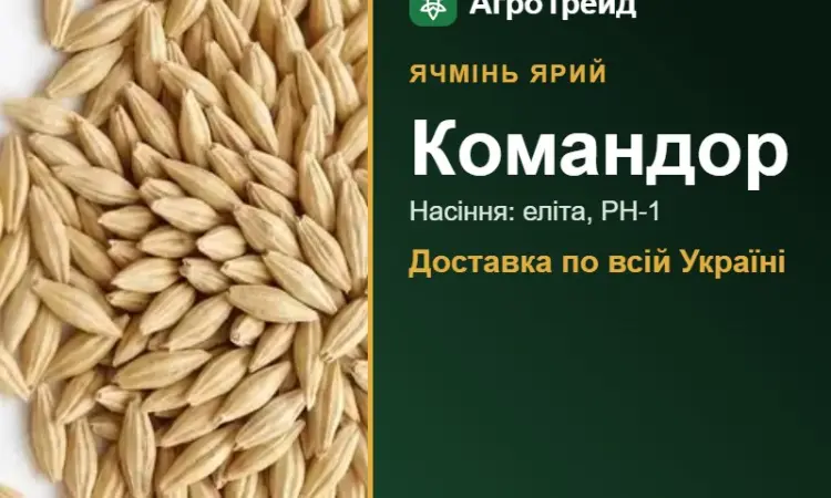Купити ярий ячмінь Командор на посів - фото № 1