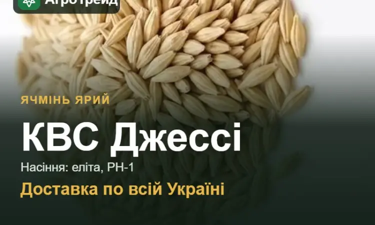Насіння ярого ячменю КВС Джессі - фото № 1