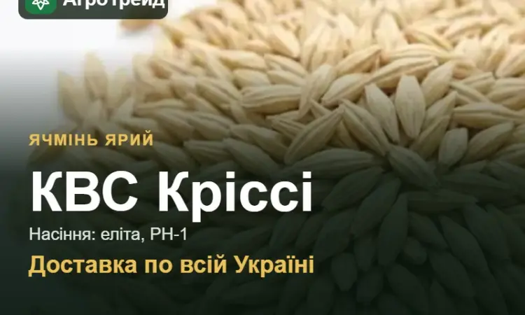 Насіння: ячмінь ярий КВС Кріссі - фото № 1