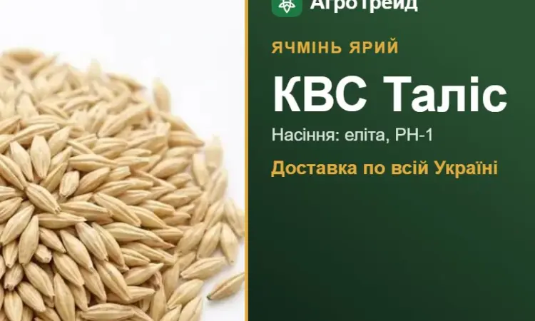 Купити ярий ячмінь КВС Таліс на посів - фото № 1