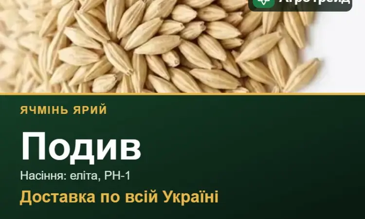 Купити ярий ячмінь Подив на посів - фото № 1