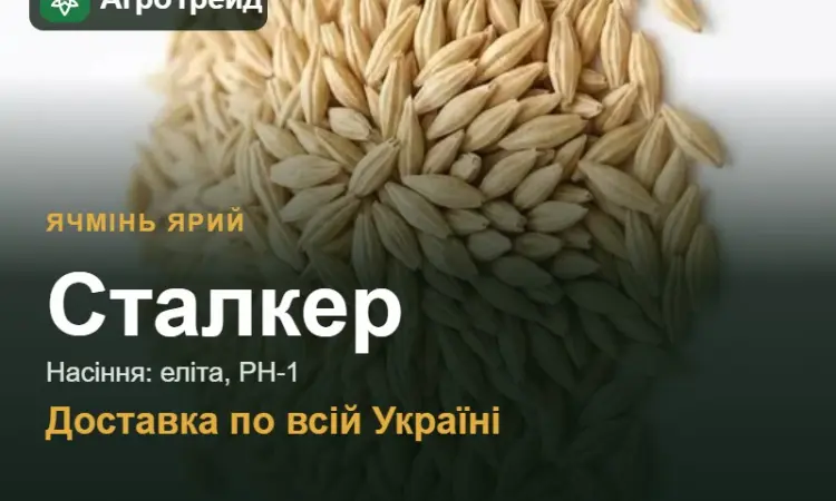 Купити ярий ячмінь Сталкер на посів - фото № 1