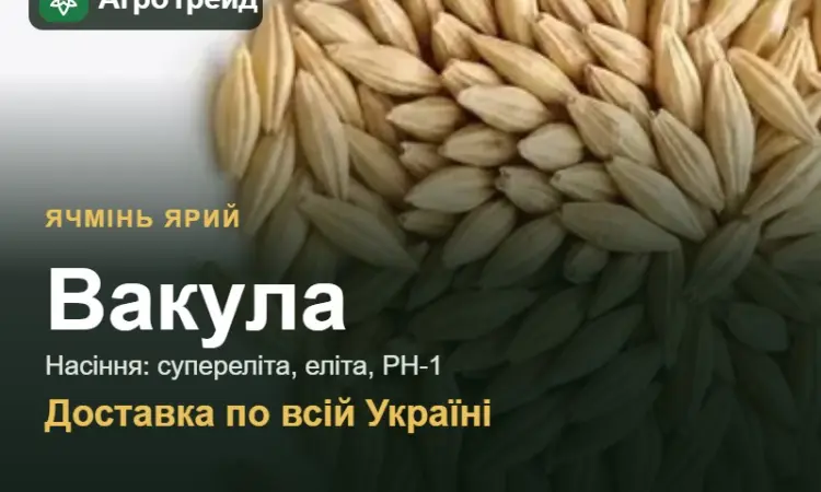 Ячмінь ярий Вакула — насіння - фото № 1
