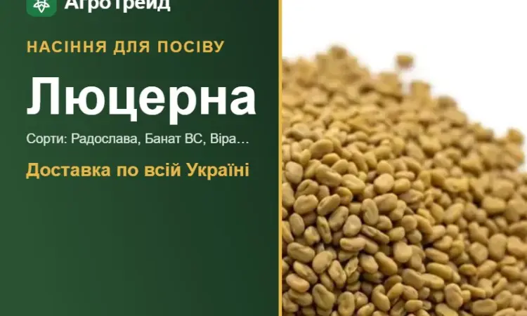 Продам насіння люцерни - фото № 1