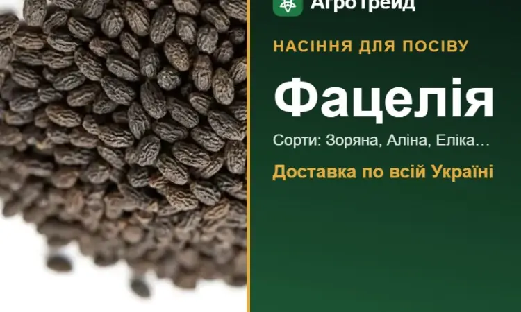 Продам насіння фацелії - фото № 1