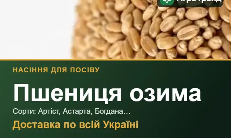 Продам насіння озимої пшениці - фото № 1