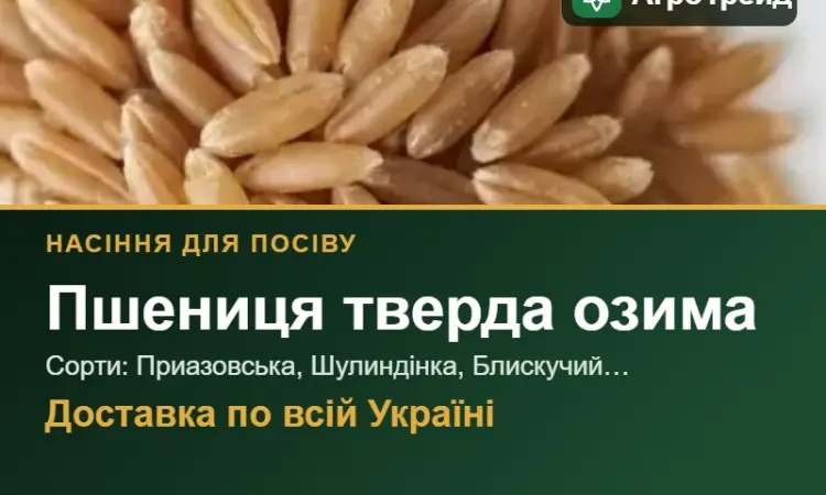 Продам насіння твердої озимої пшениці - фото № 1