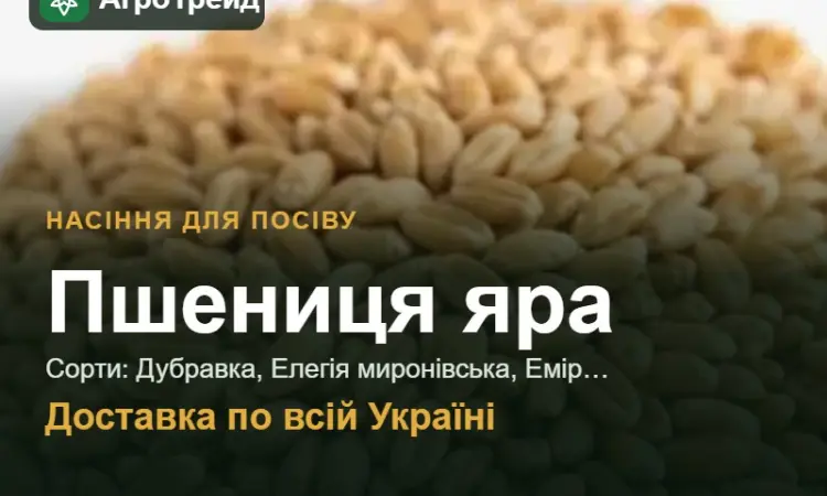 Продам насіння ярої пшениці - фото № 1