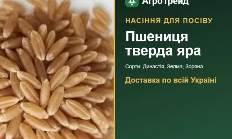 Продам насіння твердої ярої пшениці - фото № 1