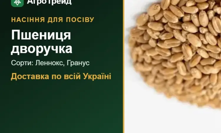 Продам насіння пшениці дворучки - фото № 1