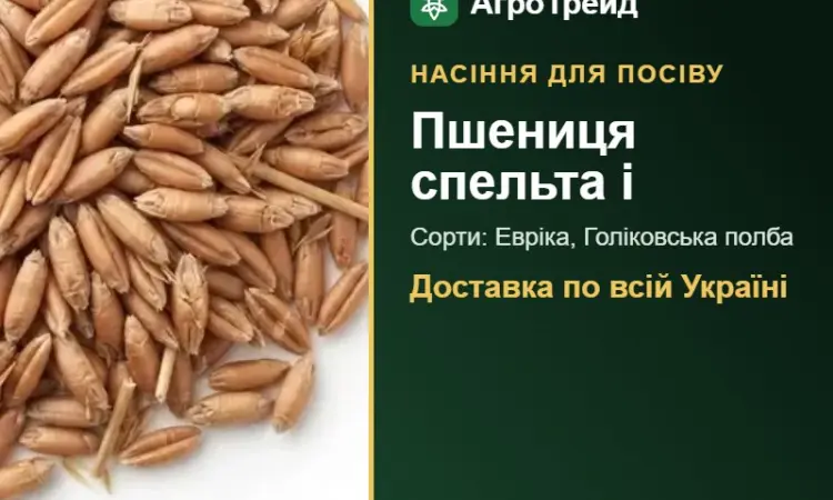 Продам насіння спельти та полби - фото № 1