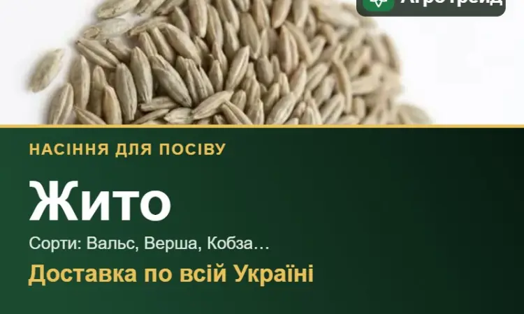 Продам насіння жита - фото № 1