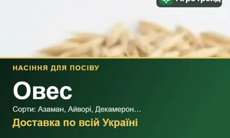 Продам насіння вівса - фото № 1