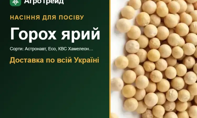 Продам насіння ярого гороху - фото № 1