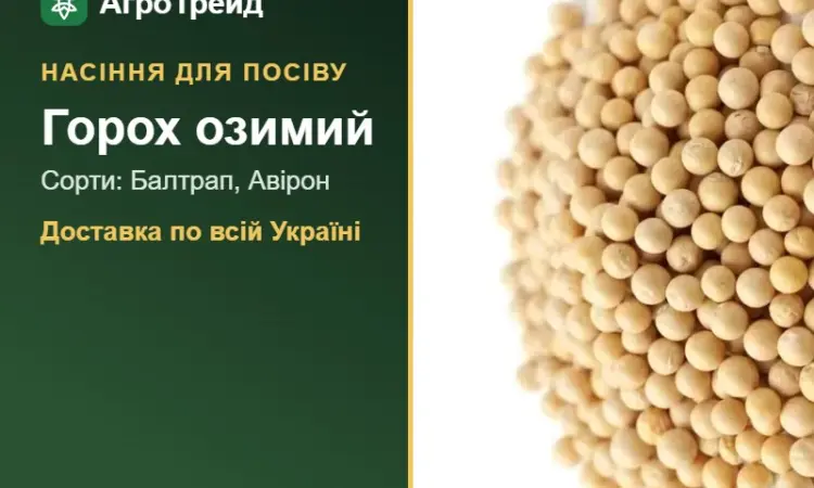 Продам насіння озимого гороху - фото № 1