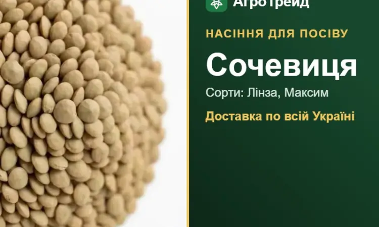 Продам насіння сочевиці - фото № 1