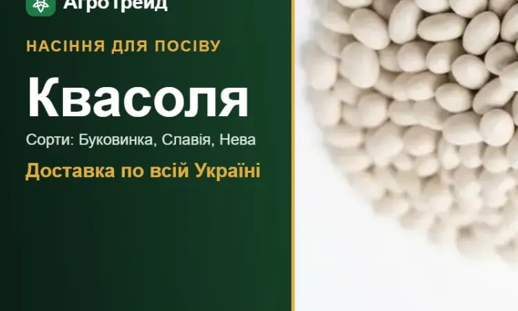 Продам насіння квасолі - фото № 1