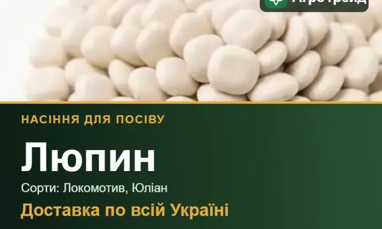 Продам насіння люпину - фото № 1