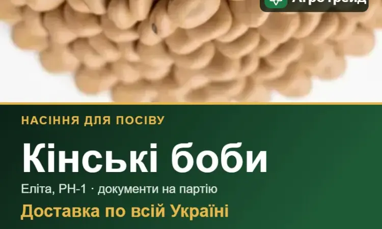 Продам насіння кінських бобів - фото № 1