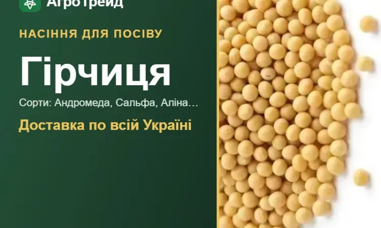 Продам насіння гірчиці - фото № 1