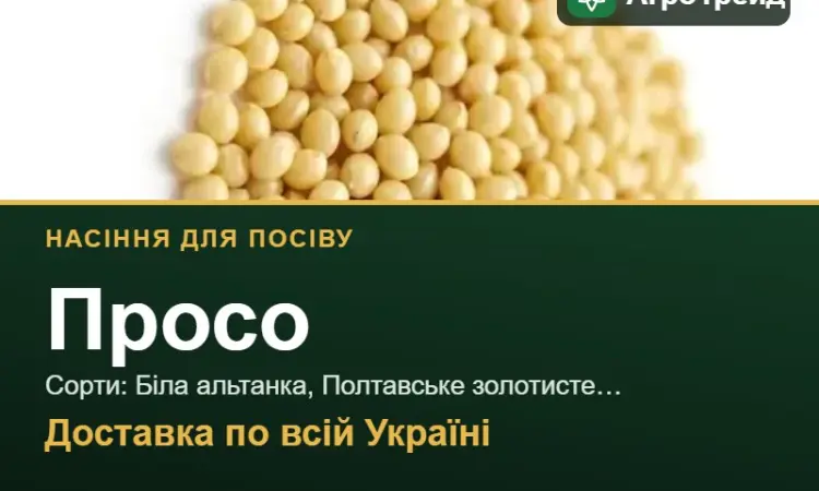 Продам насіння проса - фото № 1