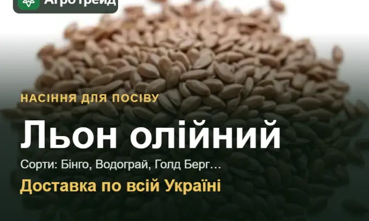 Продам насіння олійного льону - фото № 1