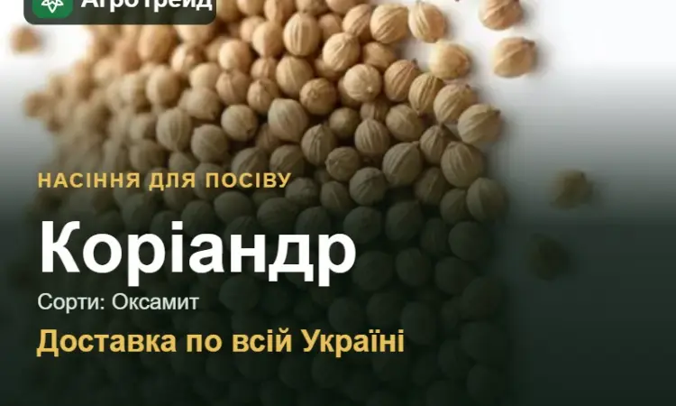 Продам насіння коріандру - фото № 1