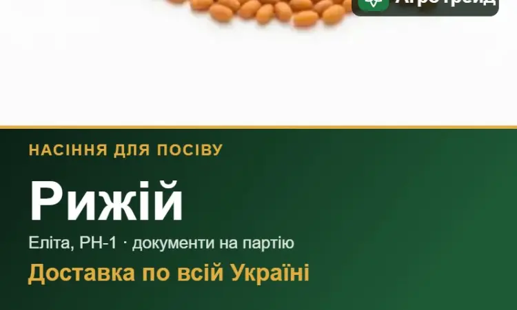 Продам насіння рижію - фото № 1