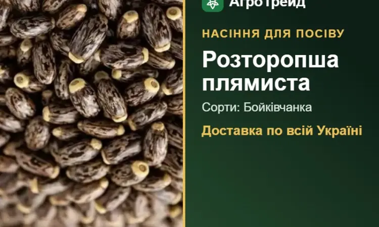 Продам насіння розторопші плямистої - фото № 1