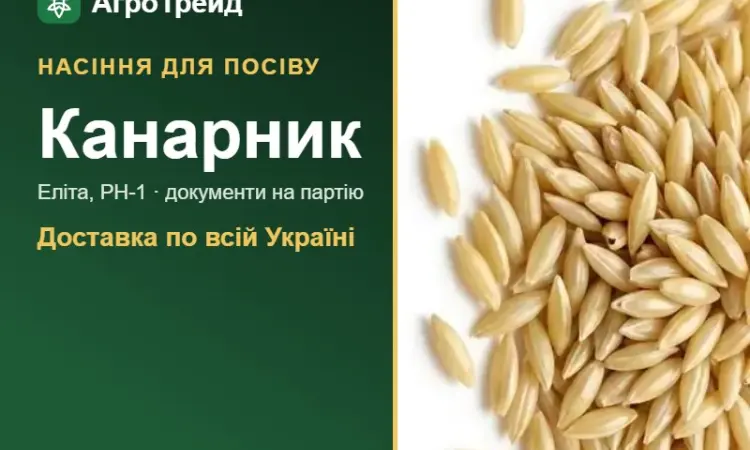 Продам насіння канарника - фото № 1