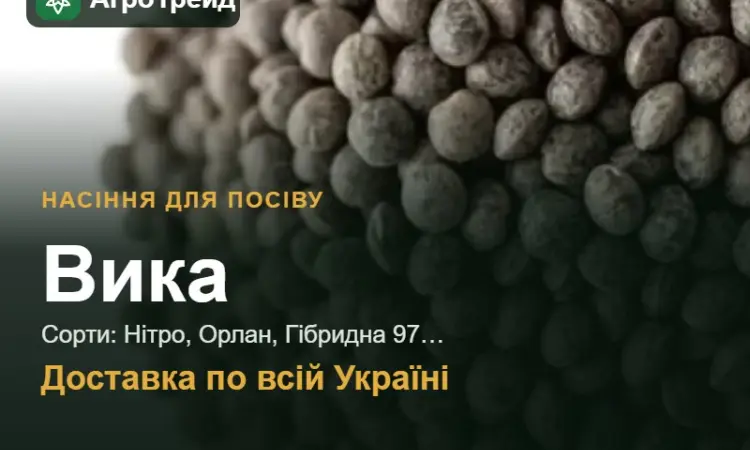 Продам насіння вики - фото № 1