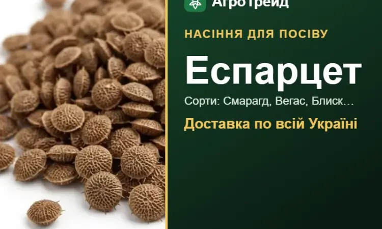 Продам насіння еспарцету - фото № 1