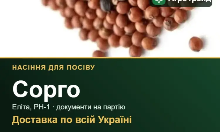 Продам насіння сорго - фото № 1