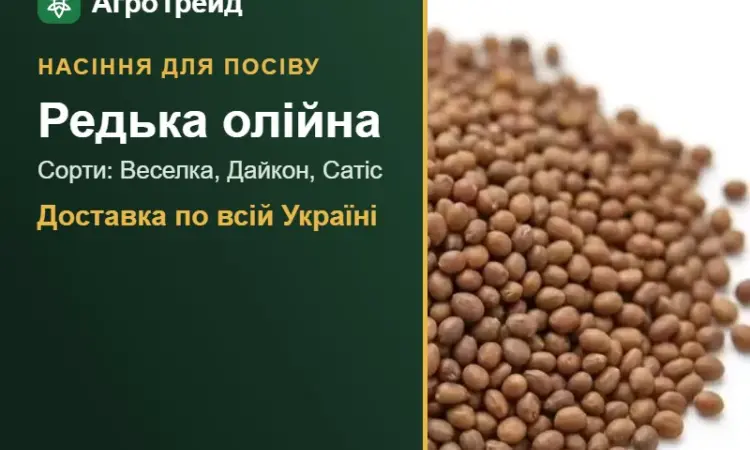 Продам насіння олійної редьки - фото № 1