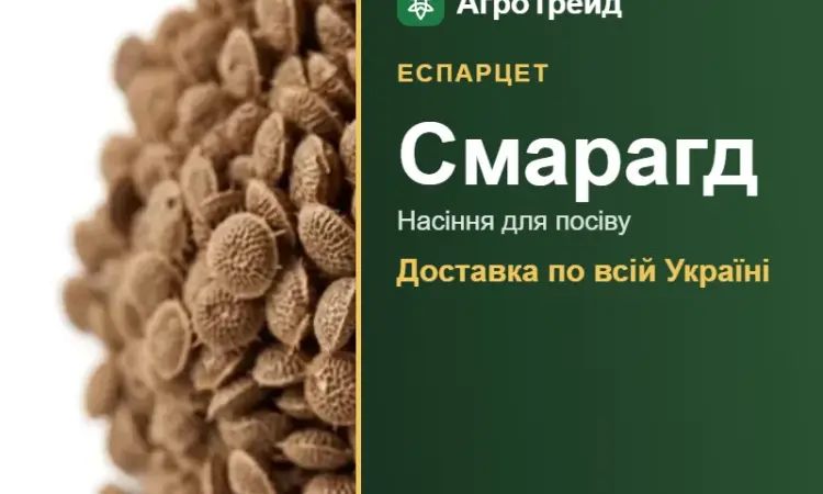 Продам насіння еспарцету Смарагд - фото № 1