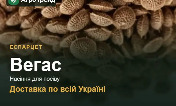Еспарцет Вегас - фото № 1