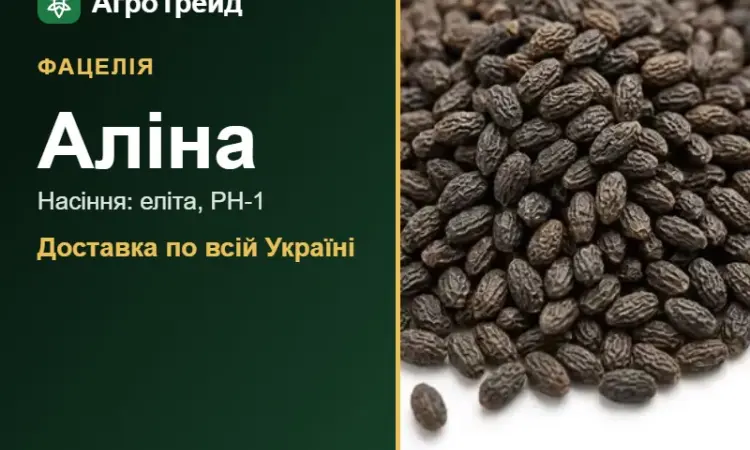 Фацелія Аліна - фото № 1