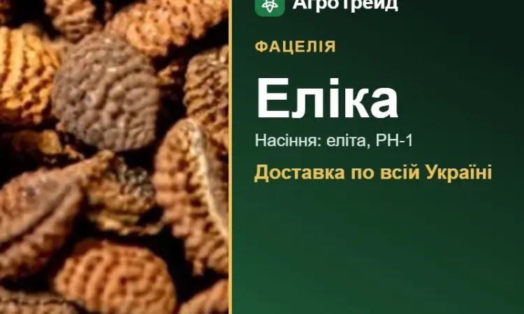 Фацелія Еліка - фото № 1