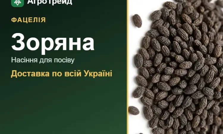 Купити насіння фацелії Зоряна - фото № 1