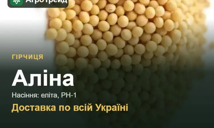 Продам насіння гірчиці Аліна - фото № 1