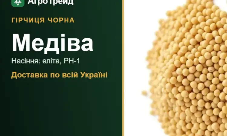 Продам насіння гірчиці чорної Медіва - фото № 1