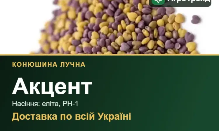Купити насіння конюшини лучної Акцент - фото № 1