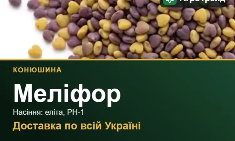Конюшина Меліфор - фото № 1