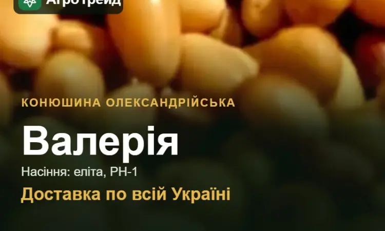 Валерія — конюшина олександрійська, насіння - фото № 1