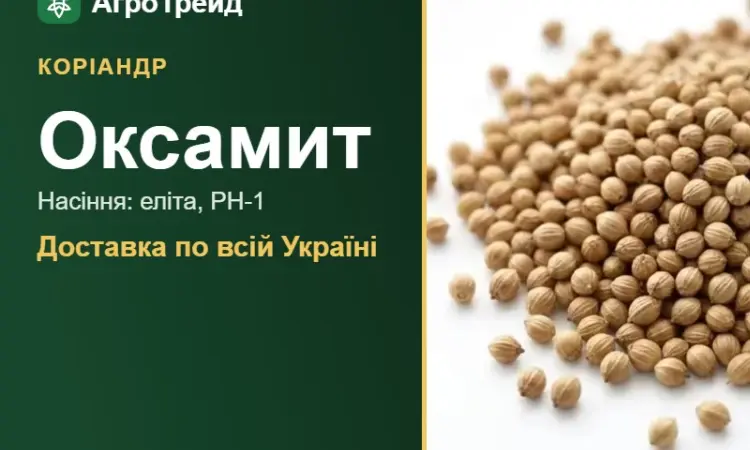 Оксамит — коріандр, насіння - фото № 1