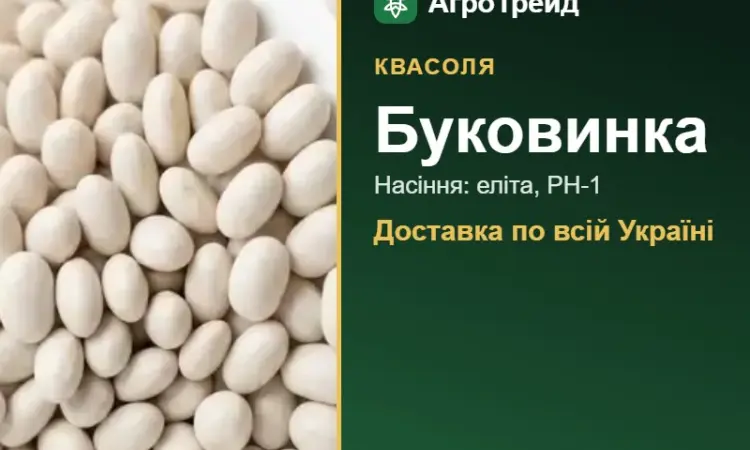 Квасоля Буковинка - фото № 1