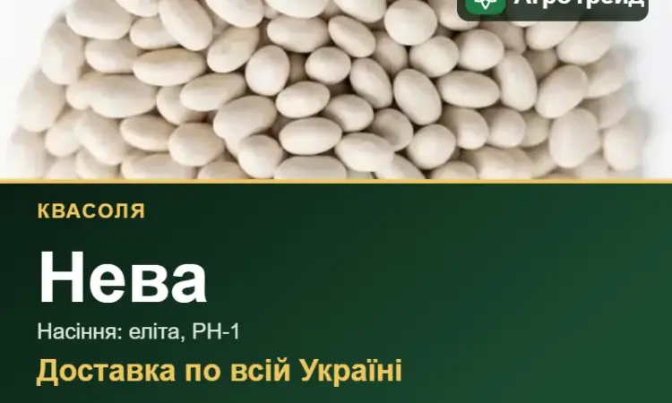 Продам насіння квасолі Нева - фото № 1