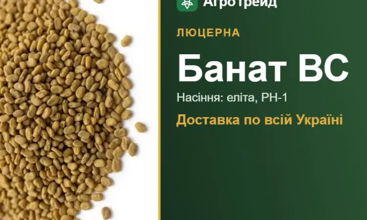 Люцерна Банат ВС - фото № 1