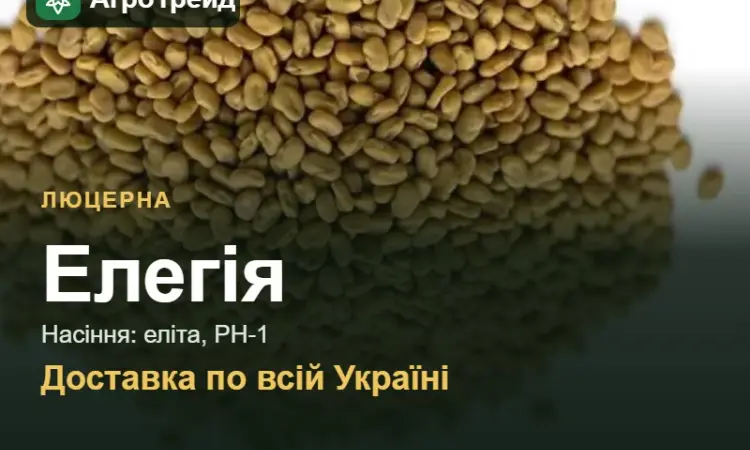 Люцерна Елегія - фото № 1