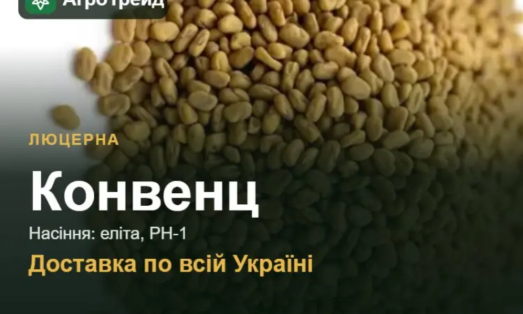 Люцерна Конвенц - фото № 1